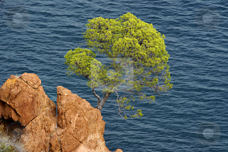 To use this stock image in your creative project, please select the size you need over to the right and click the "Add to Cart" button.
Your downloaded image will come with the Cutcaster watermark removed so don’t worry about the watermark you see on this page. Pin tree stock photo, Pin tree on the stone coast in french riviera by Serge VILLA