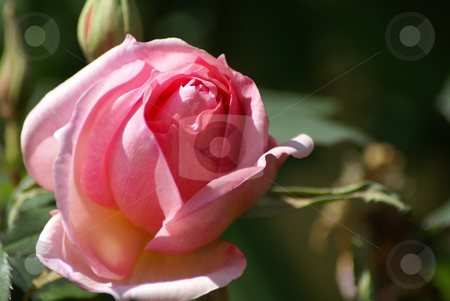 To use this stock image in your creative project, please select the size you need over to the right and click the "Add to Cart" button.
Your downloaded image will come with the Cutcaster watermark removed so don’t worry about the watermark you see on this page. Pinkish Rose stock photo, Close up of a blooming rosebud against a green background by Serge VILLA