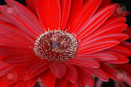 To use this stock image in your creative project, please select the size you need over to the right and click the "Add to Cart" button.
Your downloaded image will come with the Cutcaster watermark removed so don’t worry about the watermark you see on this page. Red daisy stock photo, Close up of a red daisy flower by Serge VILLA