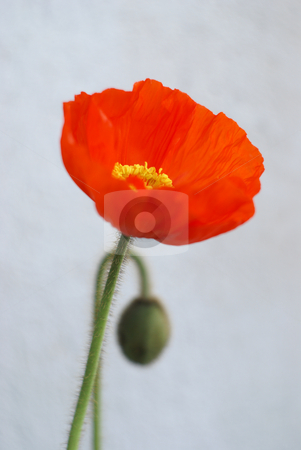 To use this stock image in your creative project, please select the size you need over to the right and click the "Add to Cart" button.
Your downloaded image will come with the Cutcaster watermark removed so don’t worry about the watermark you see on this page. Poppy flower stock photo, Close up of a poppy plant and flower by Serge VILLA