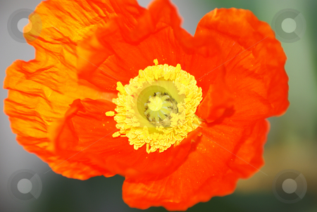 To use this stock image in your creative project, please select the size you need over to the right and click the "Add to Cart" button.
Your downloaded image will come with the Cutcaster watermark removed so don’t worry about the watermark you see on this page. Poppy petals stock photo, Close up of a poppy flower petals by Serge VILLA