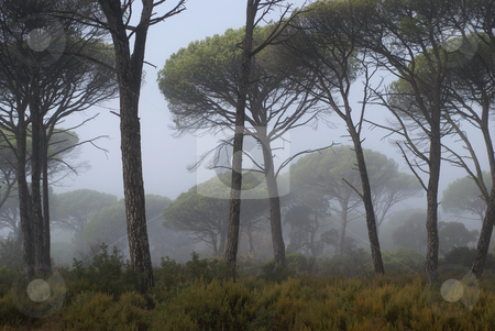 To use this stock image in your creative project, please select the size you need over to the right and click the "Add to Cart" button.
Your downloaded image will come with the Cutcaster watermark removed so don’t worry about the watermark you see on this page. Fog coming through pine trees stock photo, Image of a pines tree in a mediterranean forest surrounded by fog, early in the morning. by Serge VILLA