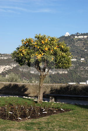To use this stock image in your creative project, please select the size you need over to the right and click the "Add to Cart" button.
Your downloaded image will come with the Cutcaster watermark removed so don’t worry about the watermark you see on this page. Orange Tree stock photo, Orange tree during a winter in the city of Nice (French Riviera) by Serge VILLA