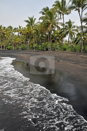 To use this stock image in your creative project, please select the size you need over to the right and click the "Add to Cart" button.
Your downloaded image will come with the Cutcaster watermark removed so don’t worry about the watermark you see on this page. Black Sand Beach on the Island stock photo, A deserted black sand beach with tall palm trees by Jeff Clow