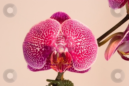To use this stock image in your creative project, please select the size you need over to the right and click the "Add to Cart" button.
Your downloaded image will come with the Cutcaster watermark removed so don’t worry about the watermark you see on this page. Phalaenopsis stock photo, Phalaenopsis (Blume 1825) is a genus of approximately 60 species of orchids (family Orchidaceae). The abbreviation in the horticultural trade is Phal. by Mariusz Jurgielewicz
