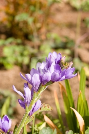 To use this stock image in your creative project, please select the size you need over to the right and click the "Add to Cart" button.
Your downloaded image will come with the Cutcaster watermark removed so don’t worry about the watermark you see on this page. Iris stock photo, Iris is a genus of between 200-300 species of flowering plants with showy flowers which takes its name from the Greek word for a rainbow, referring to the wide variety of flower colors found among the many species. by Mariusz Jurgielewicz