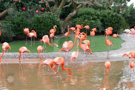 To use this stock image in your creative project, please select the size you need over to the right and click the "Add to Cart" button.
Your downloaded image will come with the Cutcaster watermark removed so don’t worry about the watermark you see on this page. Greater Flamingo stock photo, The Greater Flamingo (Phoenicopterus roseus) is the most widespread species of the flamingo family. It is found in parts of Africa, southwest Asia, southern Asia and southern Europe by Mariusz Jurgielewicz