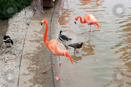 To use this stock image in your creative project, please select the size you need over to the right and click the "Add to Cart" button.
Your downloaded image will come with the Cutcaster watermark removed so don’t worry about the watermark you see on this page. Greater Flamingo stock photo, The Greater Flamingo (Phoenicopterus roseus) is the most widespread species of the flamingo family. It is found in parts of Africa, southwest Asia, southern Asia and southern Europe by Mariusz Jurgielewicz