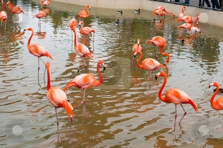 To use this stock image in your creative project, please select the size you need over to the right and click the "Add to Cart" button.
Your downloaded image will come with the Cutcaster watermark removed so don’t worry about the watermark you see on this page. Greater Flamingo stock photo, The Greater Flamingo (Phoenicopterus roseus) is the most widespread species of the flamingo family. It is found in parts of Africa, southwest Asia, southern Asia and southern Europe by Mariusz Jurgielewicz