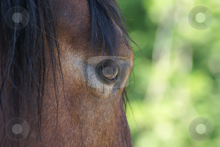 To use this stock image in your creative project, please select the size you need over to the right and click the "Add to Cart" button.
Your downloaded image will come with the Cutcaster watermark removed so don’t worry about the watermark you see on this page. Horse glance stock photo, Close-up of a horse head by Serge VILLA