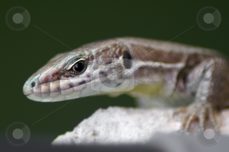 To use this stock image in your creative project, please select the size you need over to the right and click the "Add to Cart" button.
Your downloaded image will come with the Cutcaster watermark removed so don’t worry about the watermark you see on this page. Glance stock photo, Small mediterranean lizard on a white wall by Serge VILLA