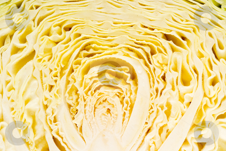 To use this stock image in your creative project, please select the size you need over to the right and click the "Add to Cart" button.
Your downloaded image will come with the Cutcaster watermark removed so don’t worry about the watermark you see on this page. Cabbage Texture stock photo, Texture of a sliced head of cabbage - detail by Petr Koudelka