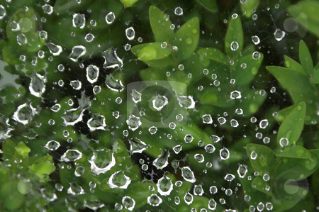 To use this stock image in your creative project, please select the size you need over to the right and click the "Add to Cart" button.
Your downloaded image will come with the Cutcaster watermark removed so don’t worry about the watermark you see on this page. Spider Web in Bushes stock photo, A Spider Web in some green Bushes. by Robert Byron