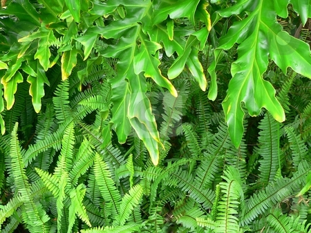 To use this stock image in your creative project, please select the size you need over to the right and click the "Add to Cart" button.
Your downloaded image will come with the Cutcaster watermark removed so don’t worry about the watermark you see on this page. Botanical background stock photo, Background texture of philodendron and fern by Perry Correll