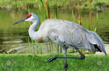 To use this stock image in your creative project, please select the size you need over to the right and click the "Add to Cart" button.
Your downloaded image will come with the Cutcaster watermark removed so don’t worry about the watermark you see on this page. Sandhill Crane stock photo, Sandhill crane walking beside body of water by Perry Correll