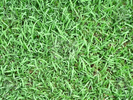 To use this stock image in your creative project, please select the size you need over to the right and click the "Add to Cart" button.
Your downloaded image will come with the Cutcaster watermark removed so don’t worry about the watermark you see on this page. Grass Background stock photo, Background texture of lush St Augustine grass by Perry Correll