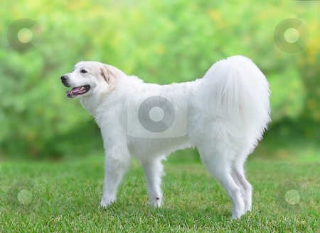 To use this stock image in your creative project, please select the size you need over to the right and click the "Add to Cart" button.
Your downloaded image will come with the Cutcaster watermark removed so don’t worry about the watermark you see on this page. Great Pyrenees Dog stock photo, Profile of Great Pyrenees by Perry Correll
