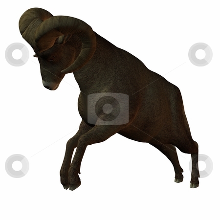 To use this stock image in your creative project, please select the size you need over to the right and click the "Add to Cart" button.
Your downloaded image will come with the Cutcaster watermark removed so don’t worry about the watermark you see on this page. American Bighorn Sheep stock photo, 3D Render of an American Bighorn Sheep by Andreas Meyer