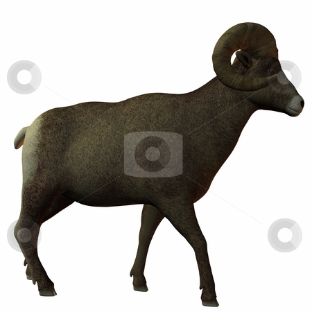 To use this stock image in your creative project, please select the size you need over to the right and click the "Add to Cart" button.
Your downloaded image will come with the Cutcaster watermark removed so don’t worry about the watermark you see on this page. American Bighorn Sheep stock photo, 3D Render of an American Bighorn Sheep by Andreas Meyer