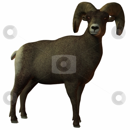 To use this stock image in your creative project, please select the size you need over to the right and click the "Add to Cart" button.
Your downloaded image will come with the Cutcaster watermark removed so don’t worry about the watermark you see on this page. American Bighorn Sheep stock photo, 3D Render of an American Bighorn Sheep by Andreas Meyer