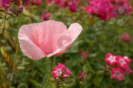 To use this stock image in your creative project, please select the size you need over to the right and click the "Add to Cart" button.
Your downloaded image will come with the Cutcaster watermark removed so don’t worry about the watermark you see on this page. Papaver orientalis stock photo, Beautiful pink poppy, papaver orientalis. by Karen Koomans