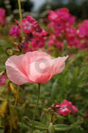 To use this stock image in your creative project, please select the size you need over to the right and click the "Add to Cart" button.
Your downloaded image will come with the Cutcaster watermark removed so don’t worry about the watermark you see on this page. Papaver orientalis stock photo, Beautiful pink poppy, papaver orientalis. by Karen Koomans