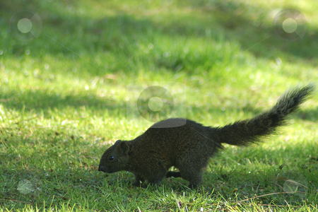 To use this stock image in your creative project, please select the size you need over to the right and click the "Add to Cart" button.
Your downloaded image will come with the Cutcaster watermark removed so don’t worry about the watermark you see on this page. Grey Squirrel stock photo, Squirrel running on grass by Serge VILLA