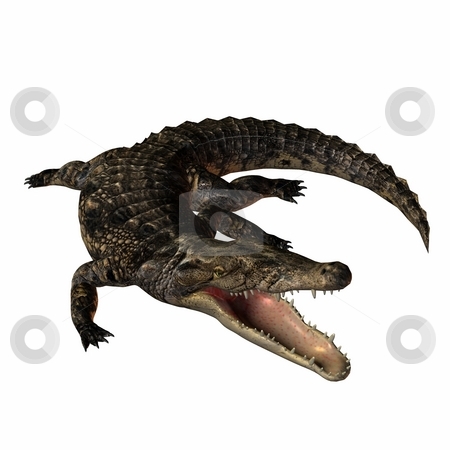 To use this stock image in your creative project, please select the size you need over to the right and click the "Add to Cart" button.
Your downloaded image will come with the Cutcaster watermark removed so don’t worry about the watermark you see on this page. Crocodile stock photo, 3D Render of an Crocodile by Andreas Meyer