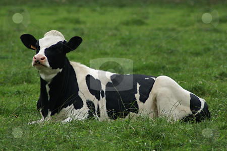 To use this stock image in your creative project, please select the size you need over to the right and click the "Add to Cart" button.
Your downloaded image will come with the Cutcaster watermark removed so don’t worry about the watermark you see on this page. Black and White Cow stock photo, Black and white cow lying in a green grass field by Serge VILLA