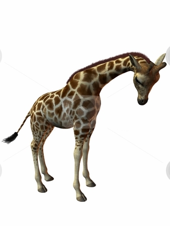 To use this stock image in your creative project, please select the size you need over to the right and click the "Add to Cart" button.
Your downloaded image will come with the Cutcaster watermark removed so don’t worry about the watermark you see on this page. Giraffe stock photo, 3D Render of an Giraffe by Andreas Meyer