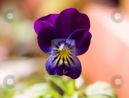 To use this stock image in your creative project, please select the size you need over to the right and click the "Add to Cart" button.
Your downloaded image will come with the Cutcaster watermark removed so don’t worry about the watermark you see on this page. Pansy flower stock photo, Close up of purple pansy in the sun by John Teeter