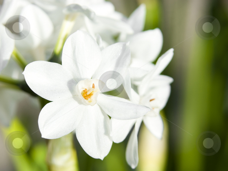 To use this stock image in your creative project, please select the size you need over to the right and click the "Add to Cart" button.
Your downloaded image will come with the Cutcaster watermark removed so don’t worry about the watermark you see on this page. Flower White Parchment stock photo, White Parchment flower blooming by John Teeter