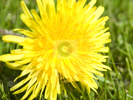 To use this stock image in your creative project, please select the size you need over to the right and click the "Add to Cart" button.
Your downloaded image will come with the Cutcaster watermark removed so don’t worry about the watermark you see on this page. Dandilion stock photo, Dandilion laying on grass in sun by John Teeter