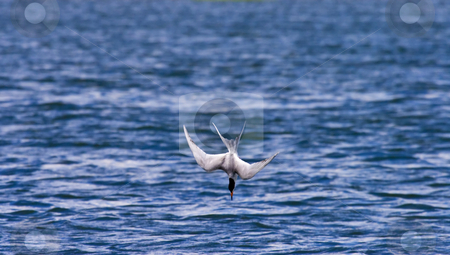 To use this stock image in your creative project, please select the size you need over to the right and click the "Add to Cart" button.
Your downloaded image will come with the Cutcaster watermark removed so don’t worry about the watermark you see on this page. Recipe for a Headache stock photo, A Forsters Tern dives for perch in Potholes Reservoir in Central Washington. Look like a recipe for headache to me! by Mike Dawson