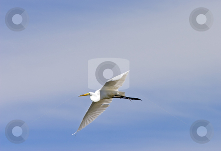To use this stock image in your creative project, please select the size you need over to the right and click the "Add to Cart" button.
Your downloaded image will come with the Cutcaster watermark removed so don’t worry about the watermark you see on this page. Flight of the Egret stock photo, A cattle agret glides above Potholes Reservoir by Mike Dawson