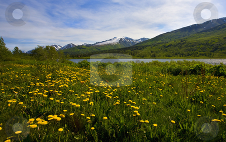 To use this stock image in your creative project, please select the size you need over to the right and click the "Add to Cart" button.
Your downloaded image will come with the Cutcaster watermark removed so don’t worry about the watermark you see on this page. Dandelion Meadow stock photo, A bit of snow on the peaks of the Kenai Mountains with a meadow of dandelions in the foreground. by Mike Dawson