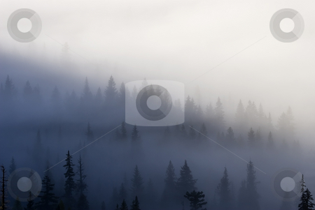 To use this stock image in your creative project, please select the size you need over to the right and click the "Add to Cart" button.
Your downloaded image will come with the Cutcaster watermark removed so don’t worry about the watermark you see on this page. Piercing the Veil stock photo, The tallest trees of the Wenatchee NAtional Forest peirce the low clouds and mist as the sun rises on a crisp October Day. by Mike Dawson