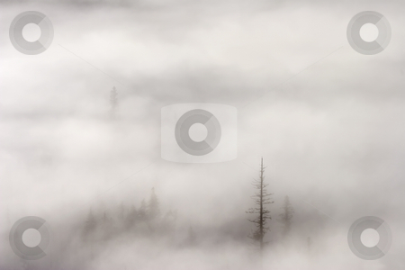 To use this stock image in your creative project, please select the size you need over to the right and click the "Add to Cart" button.
Your downloaded image will come with the Cutcaster watermark removed so don’t worry about the watermark you see on this page. Standing Tall stock photo, A few tall trees standing tall among the rising mist and fog of a crisp OCtober Morning in th Wenatchee National Forest in Washington by Mike Dawson