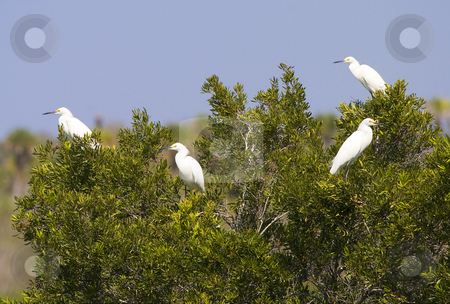 To use this stock image in your creative project, please select the size you need over to the right and click the "Add to Cart" button.
Your downloaded image will come with the Cutcaster watermark removed so don’t worry about the watermark you see on this page. Birds of a Feather stock photo, A flock of cattle egrets in a mangrove tree along a Florida Canal by Mike Dawson