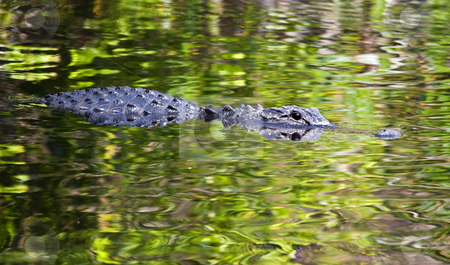 To use this stock image in your creative project, please select the size you need over to the right and click the "Add to Cart" button.
Your downloaded image will come with the Cutcaster watermark removed so don’t worry about the watermark you see on this page. Hidden in Green stock photo, An American Alligator glides through green reflections on a Florida Canal in the Everglades by Mike Dawson