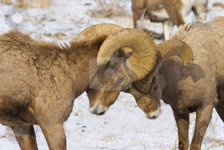 To use this stock image in your creative project, please select the size you need over to the right and click the "Add to Cart" button.
Your downloaded image will come with the Cutcaster watermark removed so don’t worry about the watermark you see on this page. Standoff stock photo, A couple of Bighorn Rams butting heads over a ewe behind. At this point they were at a standoff. by Mike Dawson