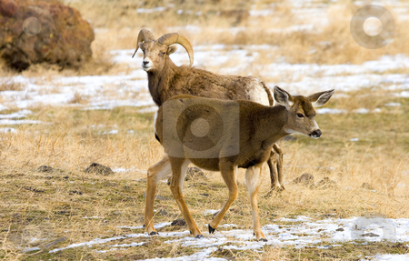 To use this stock image in your creative project, please select the size you need over to the right and click the "Add to Cart" button.
Your downloaded image will come with the Cutcaster watermark removed so don’t worry about the watermark you see on this page. The Odd Couple stock photo, An odd couple of so it would seem. A bighorn Ram looks over a whitetail doe that has joined the herd for the moment. by Mike Dawson