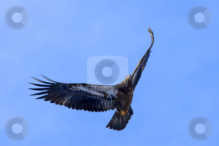 To use this stock image in your creative project, please select the size you need over to the right and click the "Add to Cart" button.
Your downloaded image will come with the Cutcaster watermark removed so don’t worry about the watermark you see on this page. Riding the Wind stock photo, A juvenile Bald Eagle riding the winds on a crisp Janiary Morning. by Mike Dawson