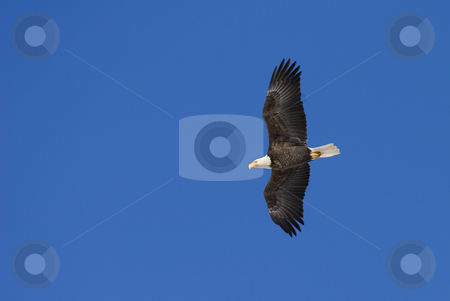 To use this stock image in your creative project, please select the size you need over to the right and click the "Add to Cart" button.
Your downloaded image will come with the Cutcaster watermark removed so don’t worry about the watermark you see on this page. Majestic Flight stock photo, The majestic American Bald Eagle soars above the waters of the Tieton River by Mike Dawson