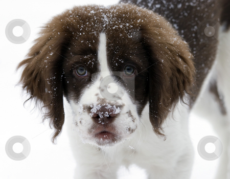 To use this stock image in your creative project, please select the size you need over to the right and click the "Add to Cart" button.
Your downloaded image will come with the Cutcaster watermark removed so don’t worry about the watermark you see on this page. Lets Play stock photo, My daughters Springer Spaniel Pup Koda who definitely likes to play in the snow. by Mike Dawson