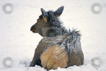 To use this stock image in your creative project, please select the size you need over to the right and click the "Add to Cart" button.
Your downloaded image will come with the Cutcaster watermark removed so don’t worry about the watermark you see on this page. Cold & Alone stock photo, A elk calf lies down as new snow swirls across the winter sky. by Mike Dawson