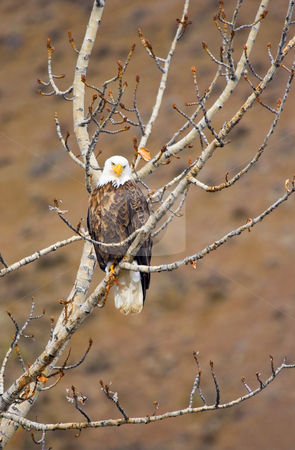 To use this stock image in your creative project, please select the size you need over to the right and click the "Add to Cart" button.
Your downloaded image will come with the Cutcaster watermark removed so don’t worry about the watermark you see on this page. Bald Eagle Portrait stock photo, An American Bald Eagle staring intently at me as a I grab his portrait. by Mike Dawson