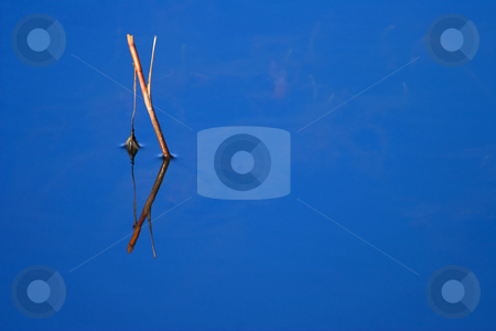 To use this stock image in your creative project, please select the size you need over to the right and click the "Add to Cart" button.
Your downloaded image will come with the Cutcaster watermark removed so don’t worry about the watermark you see on this page. Simple Beauty stock photo, Sometimes the simplest things can beautiful in nature. A broken branch protudes through the still waters of a local pond. The symetry of the reflection and the reflected glow of the blue sky above caughte my eye! by Mike Dawson