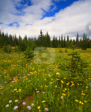 To use this stock image in your creative project, please select the size you need over to the right and click the "Add to Cart" button.
Your downloaded image will come with the Cutcaster watermark removed so don’t worry about the watermark you see on this page. Alpine Meadow stock photo, An alpine meadow littered with wildflowers near Darling Mountain in Washington by Mike Dawson