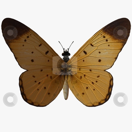 To use this stock image in your creative project, please select the size you need over to the right and click the "Add to Cart" button.
Your downloaded image will come with the Cutcaster watermark removed so don’t worry about the watermark you see on this page. Butterfly stock photo, 3D Render of an Butterfly by Andreas Meyer